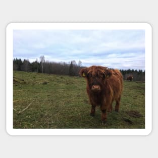 Scottish Highland Cattle Calf 1841 Sticker